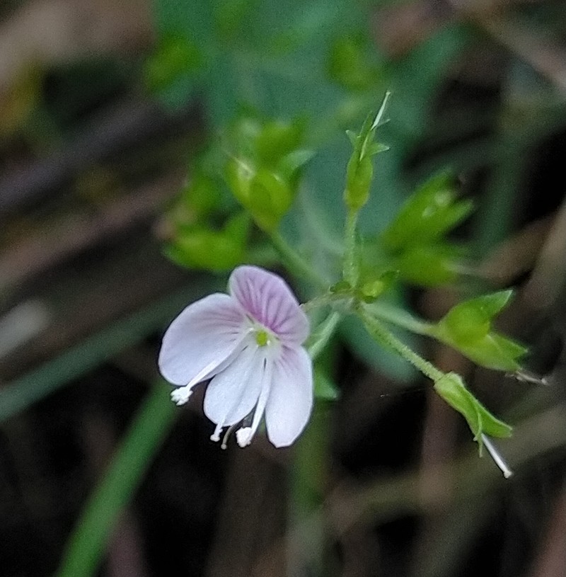 Veronica notabilis photo 3
