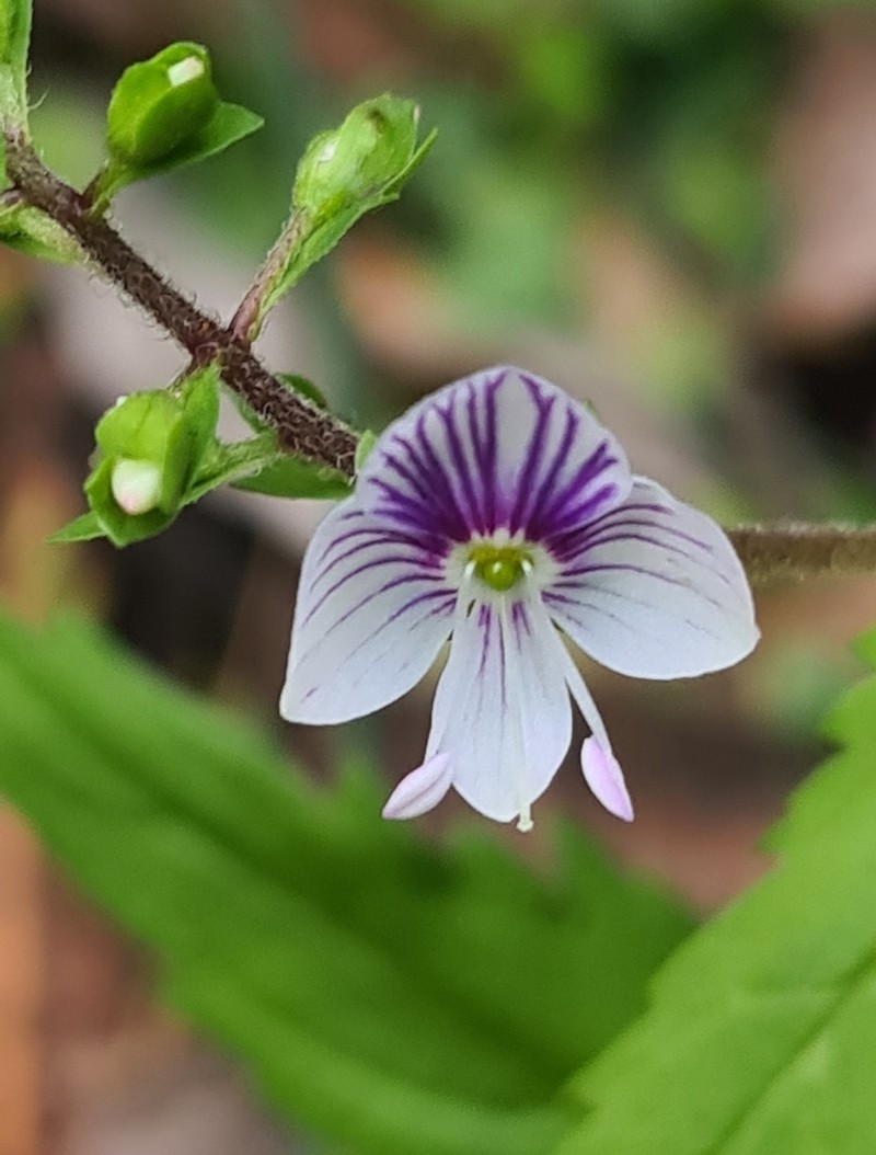 Veronica notabilis photo 4