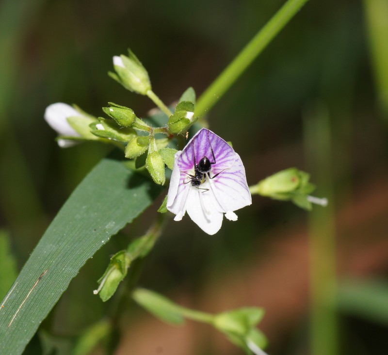 Veronica notabilis photo 5