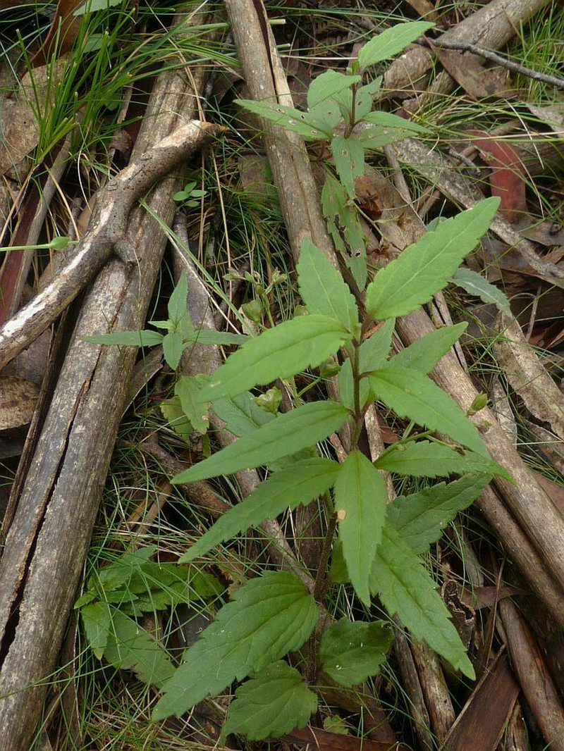 Veronica notabilis photo 6