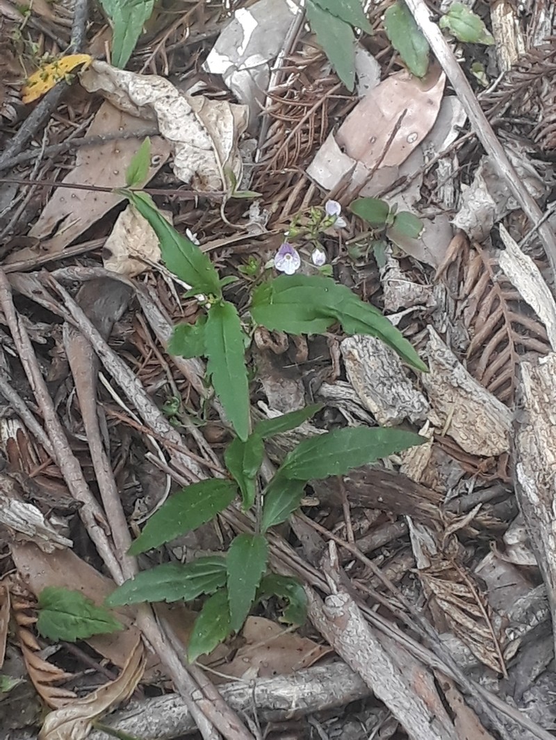 Veronica notabilis photo 7