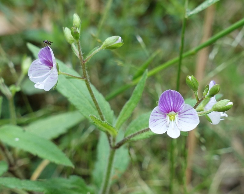 Veronica notabilis photo 8