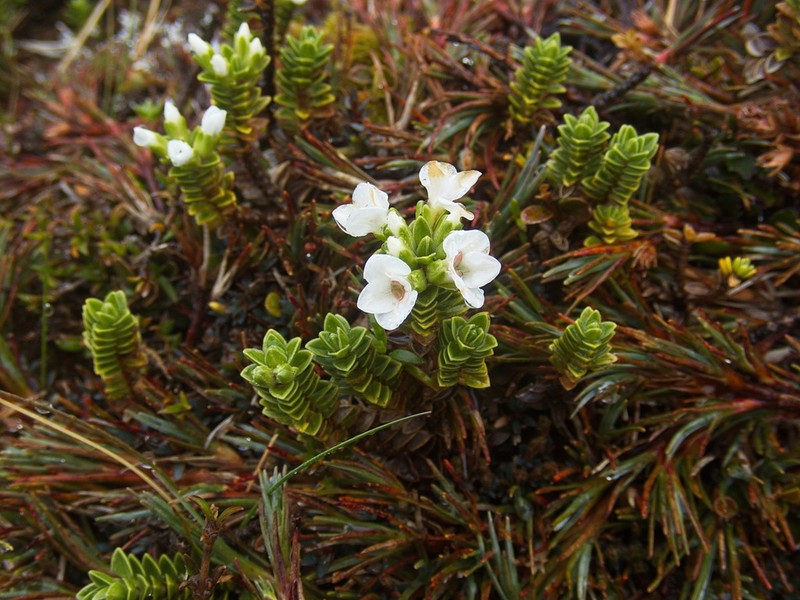 Veronica notialis