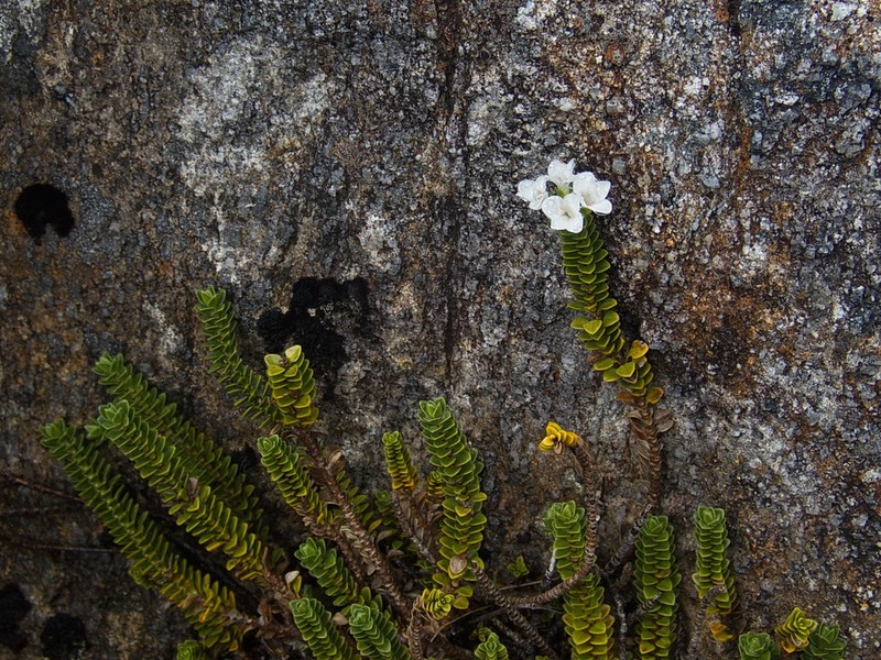 Veronica notialis photo 3