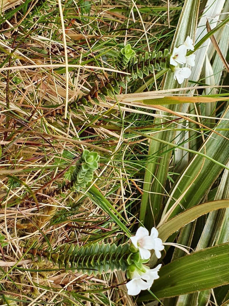 Veronica notialis photo 4