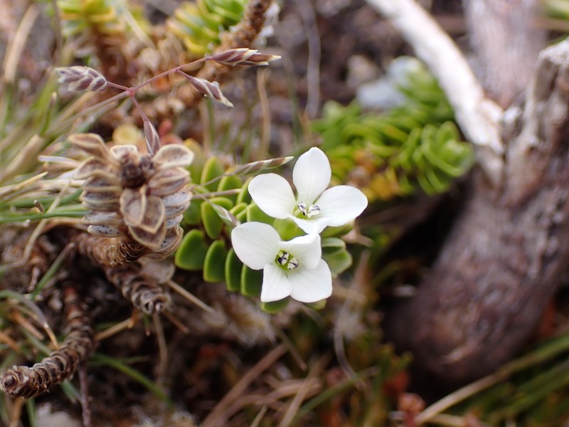 Veronica notialis photo 5