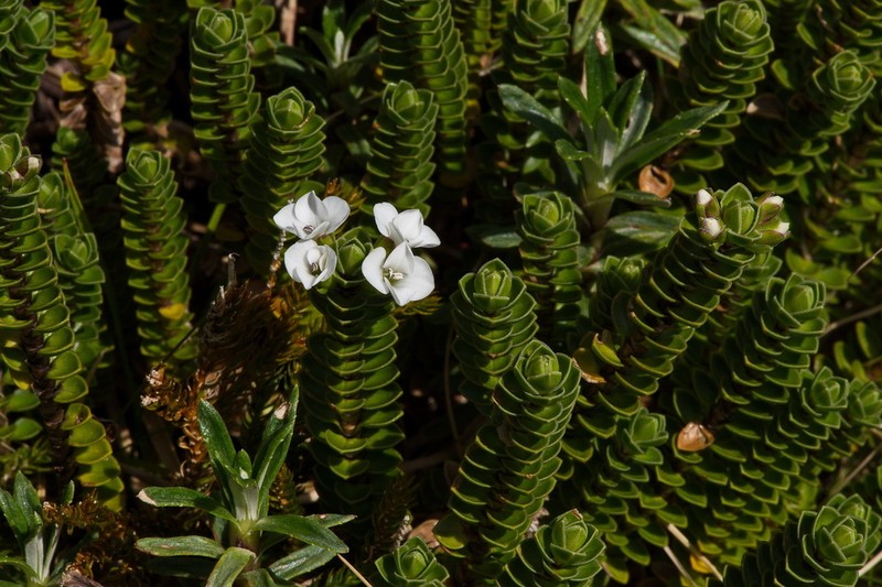 Veronica notialis photo 6