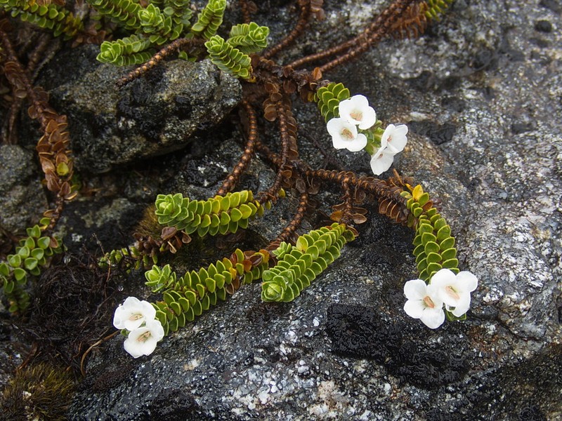 Veronica notialis photo 7