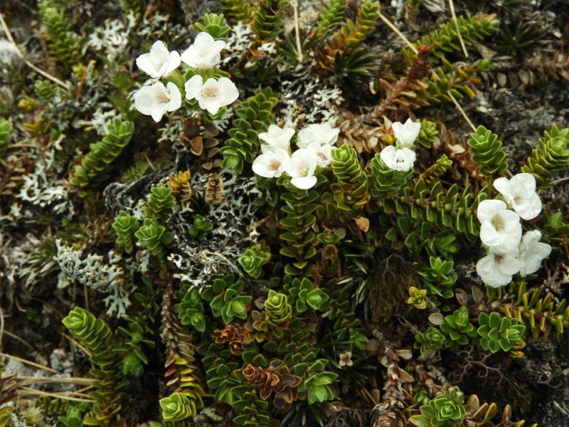 Veronica notialis photo 8