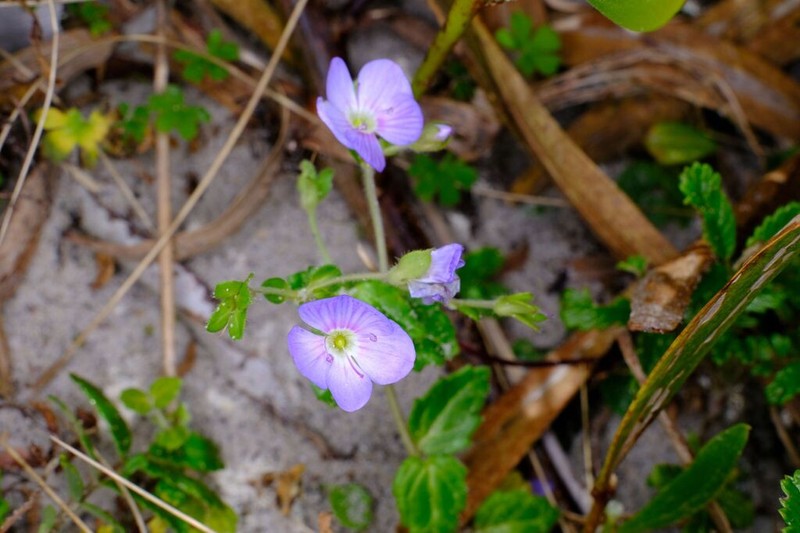 Veronica novae-hollandiae photo 2