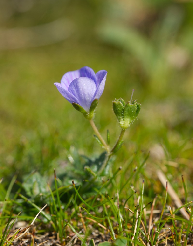 Veronica novae-hollandiae photo 5