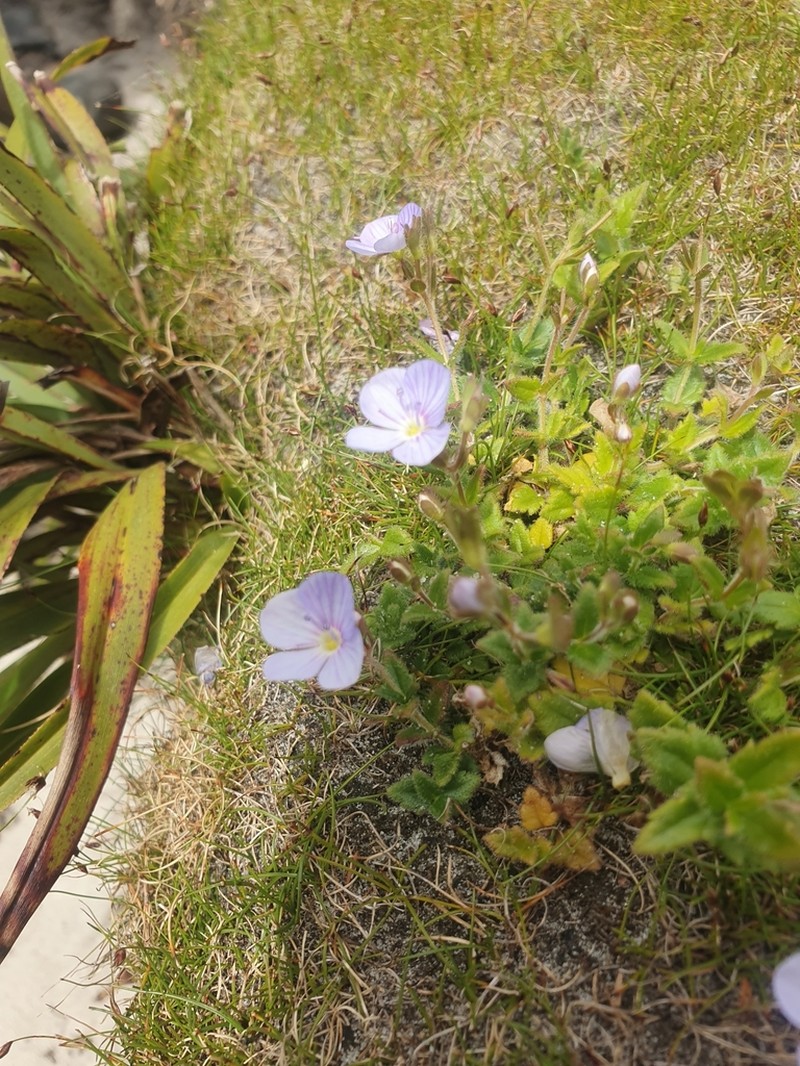 Veronica novae-hollandiae photo 6