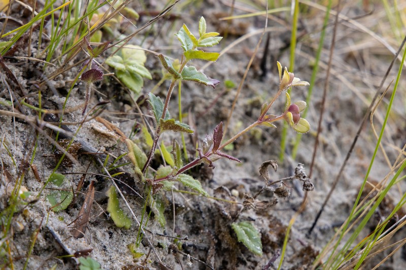 Veronica novae-hollandiae photo 7