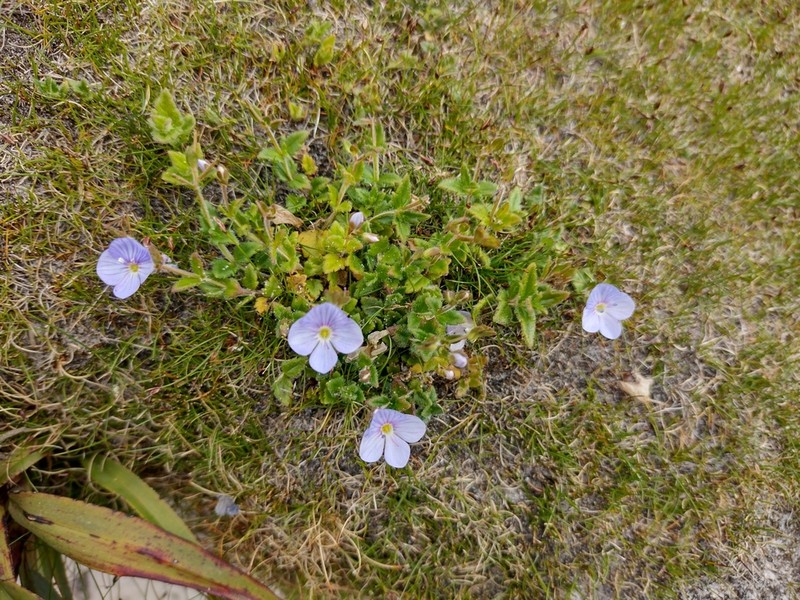 Veronica novae-hollandiae photo 8