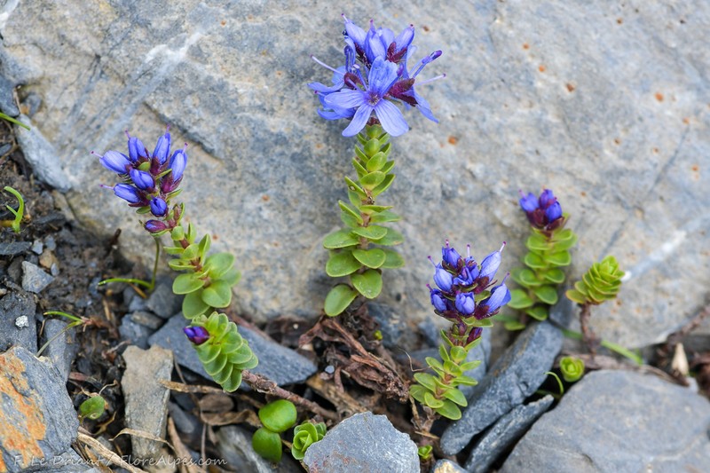 Veronica nummularia