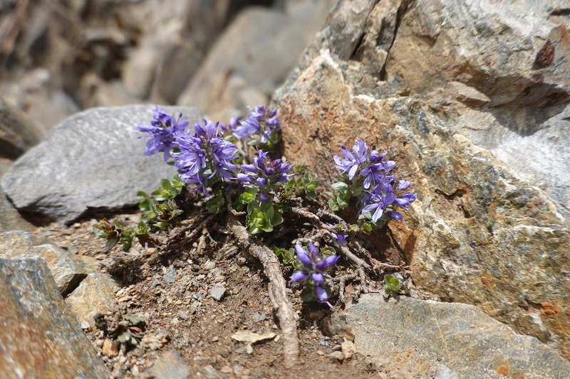 Veronica nummularia photo 2