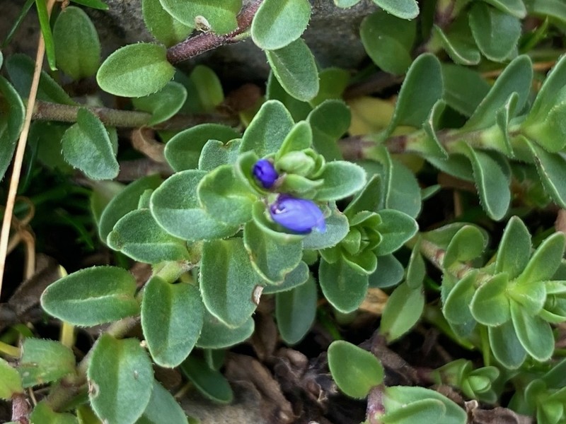 Veronica nummularia photo 3