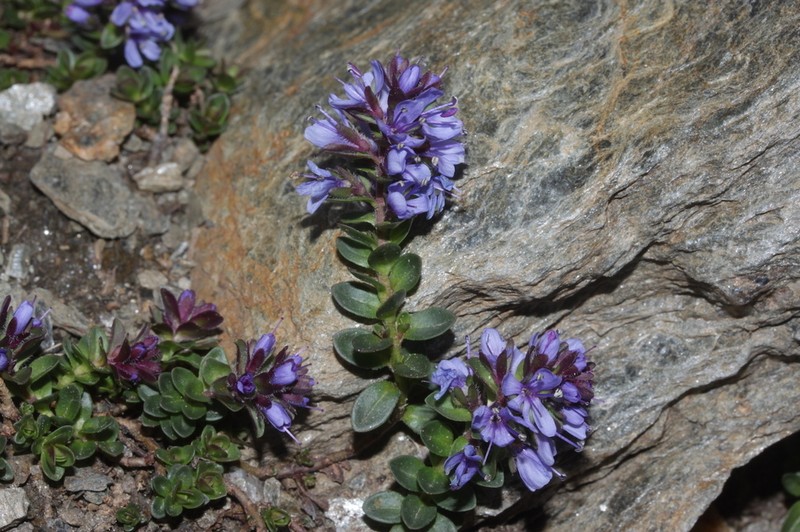 Veronica nummularia photo 4