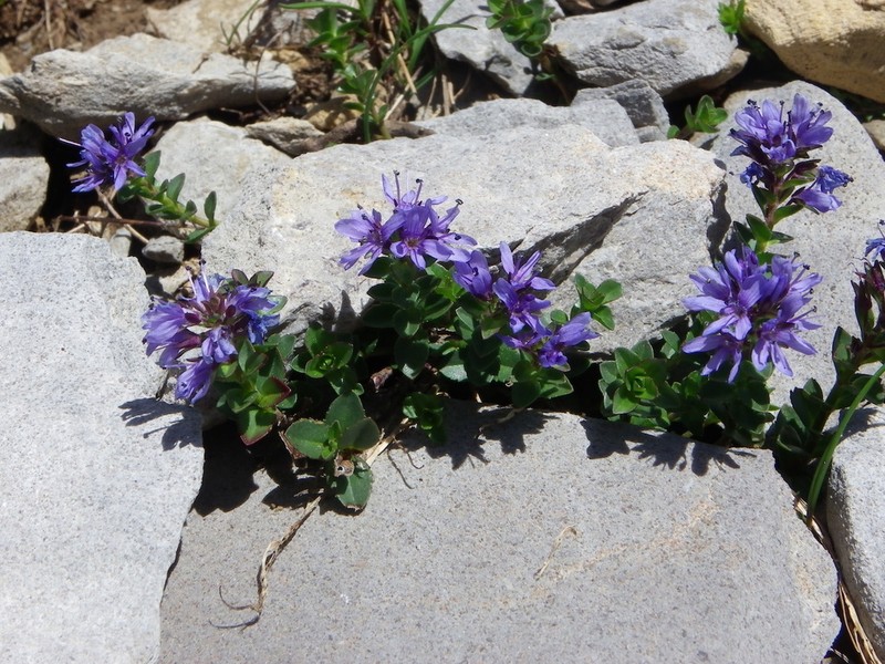Veronica nummularia photo 5