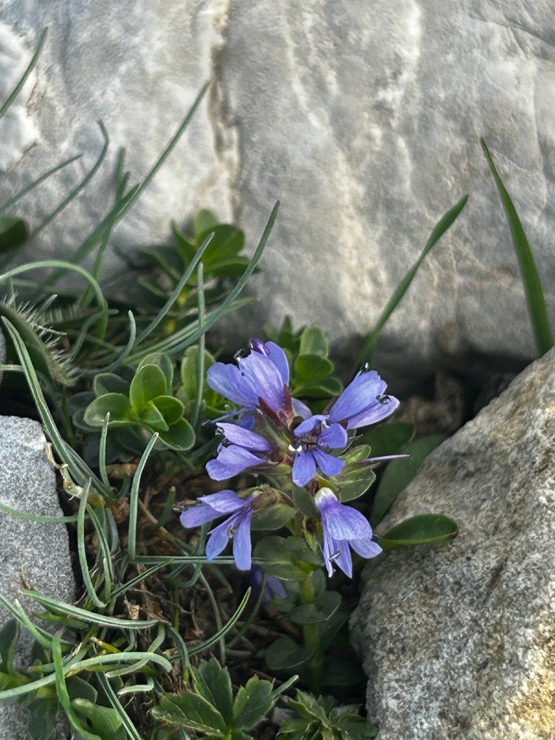 Veronica nummularia photo 6