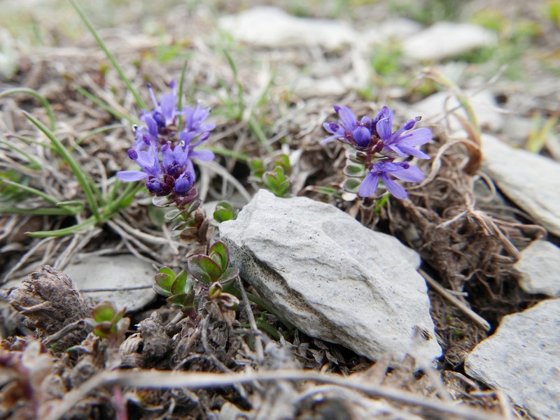 Veronica nummularia photo 7