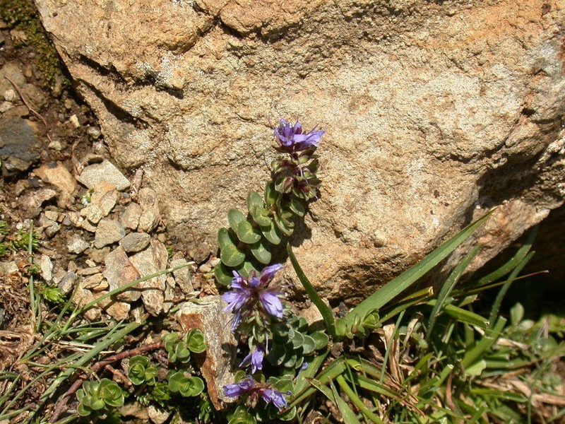 Veronica nummularia photo 8