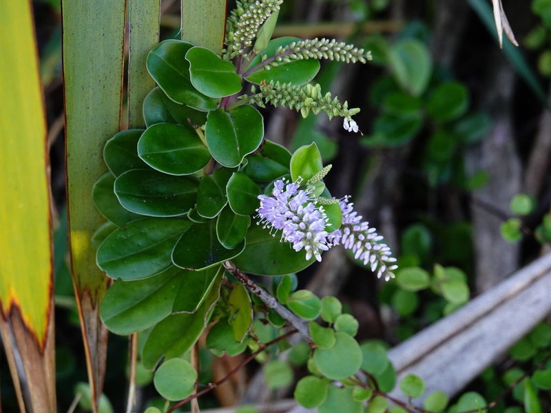 Veronica obtusata photo 2