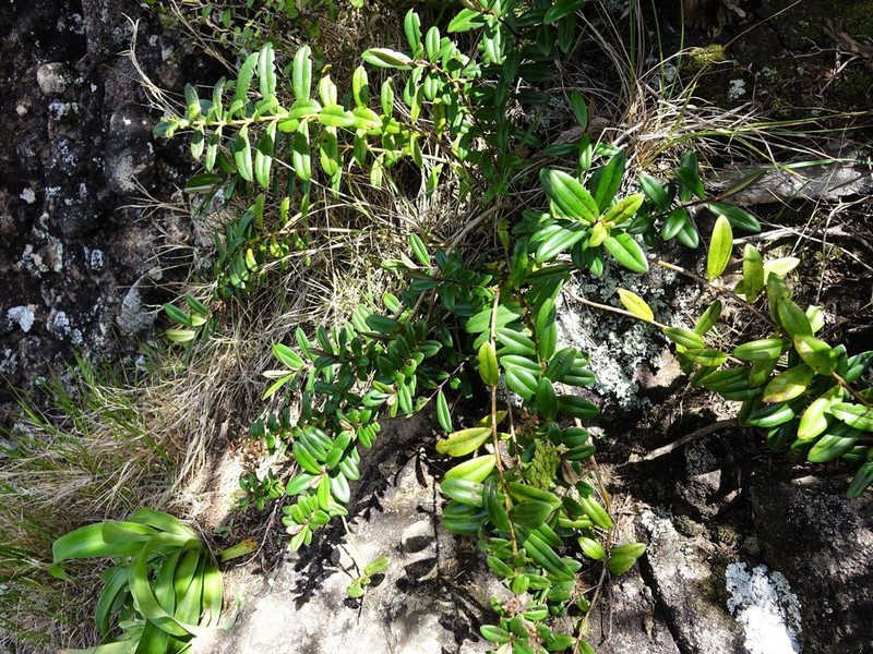 Veronica obtusata photo 4