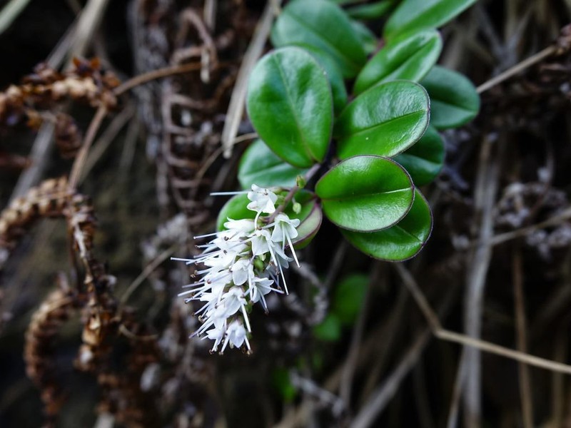 Veronica obtusata photo 5