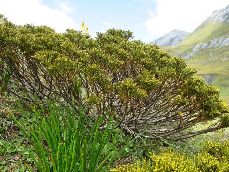 Veronica ochracea