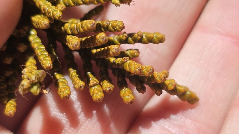 Veronica ochracea photo 3