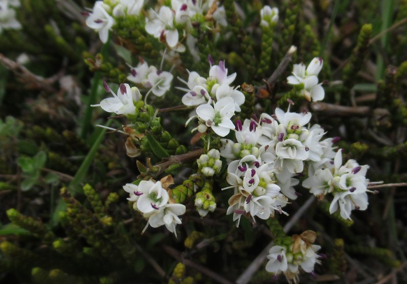 Veronica ochracea photo 4