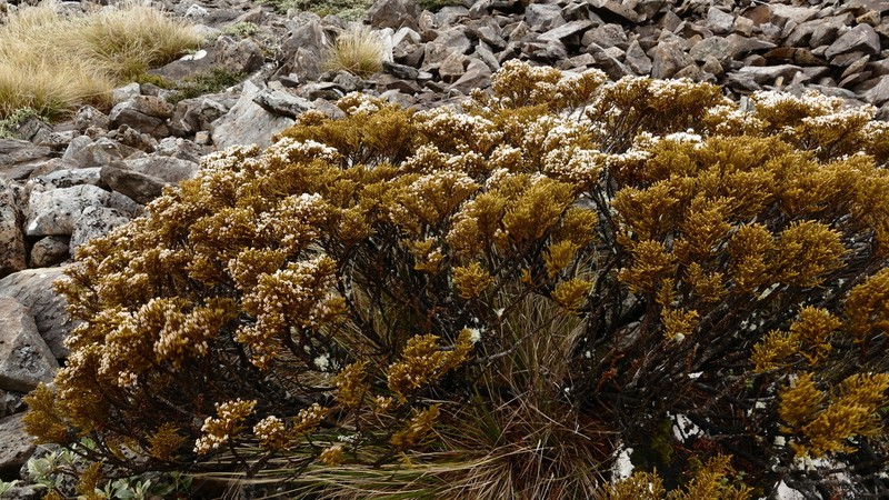 Veronica ochracea photo 8