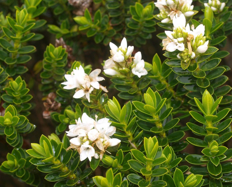 Veronica odora photo 6