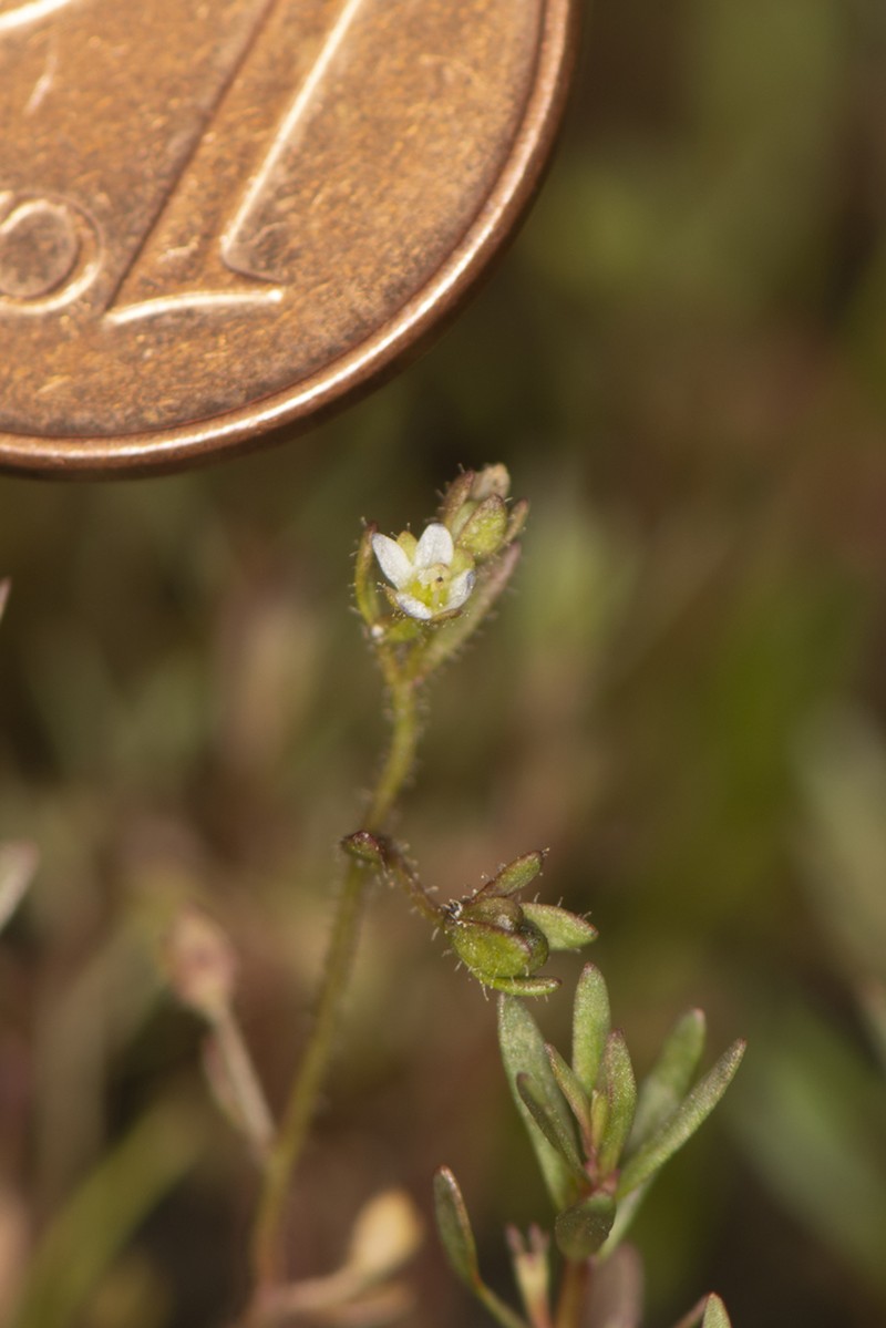 Veronica oetaea
