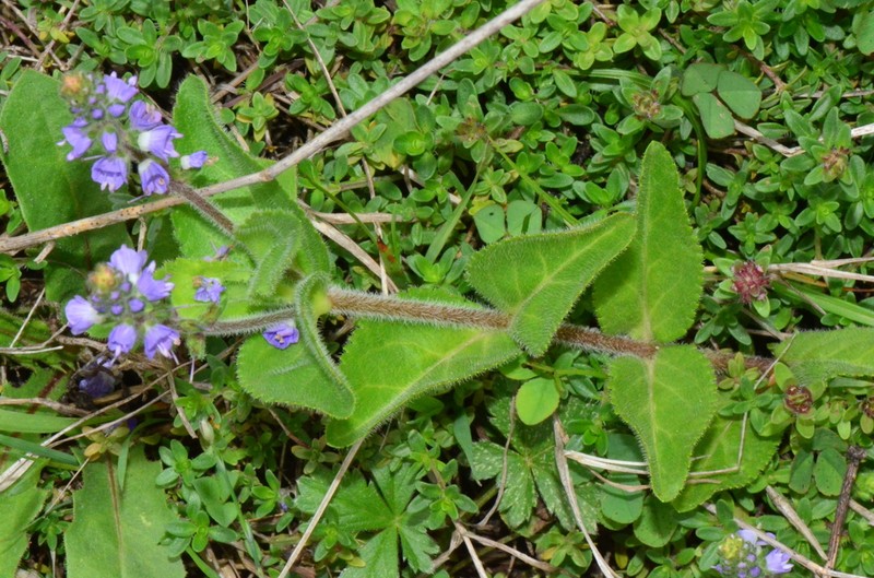 Common Gypsyweed photo 3