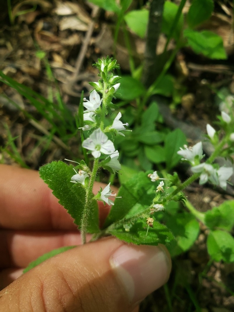 Common Gypsyweed photo 4