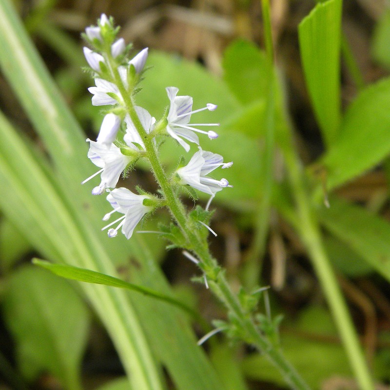 Common Gypsyweed photo 5