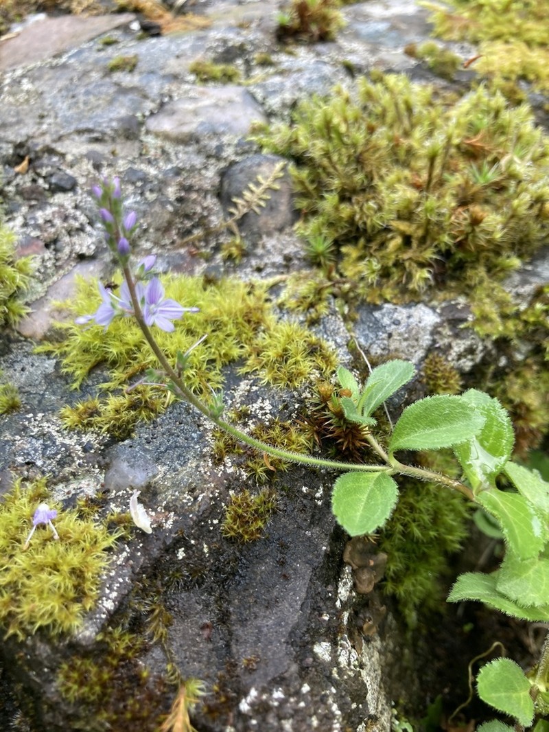 Common Gypsyweed photo 7