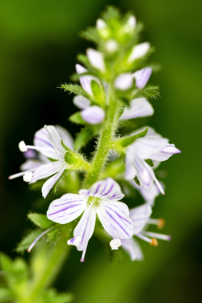 Common Gypsyweed photo 6