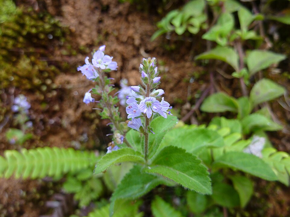 Common Gypsyweed