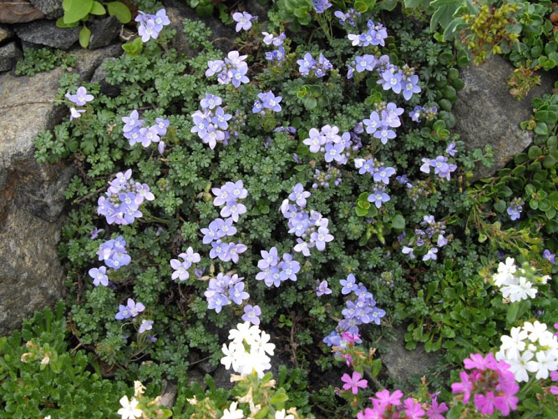 Veronica olgensis photo 2