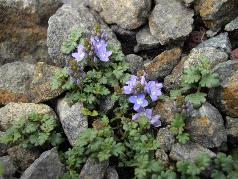 Veronica olgensis photo 3