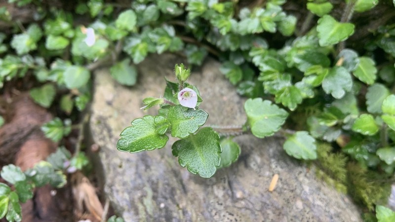 Veronica oligosperma