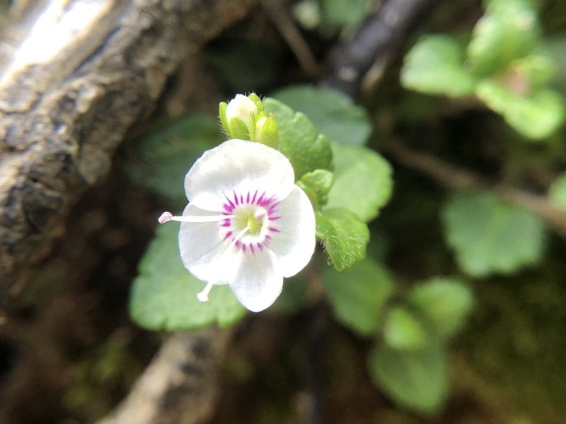 Veronica oligosperma photo 2