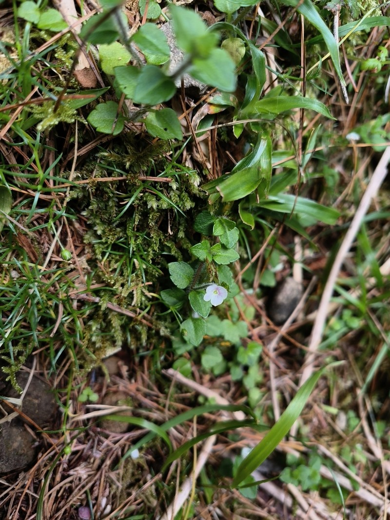 Veronica oligosperma photo 3