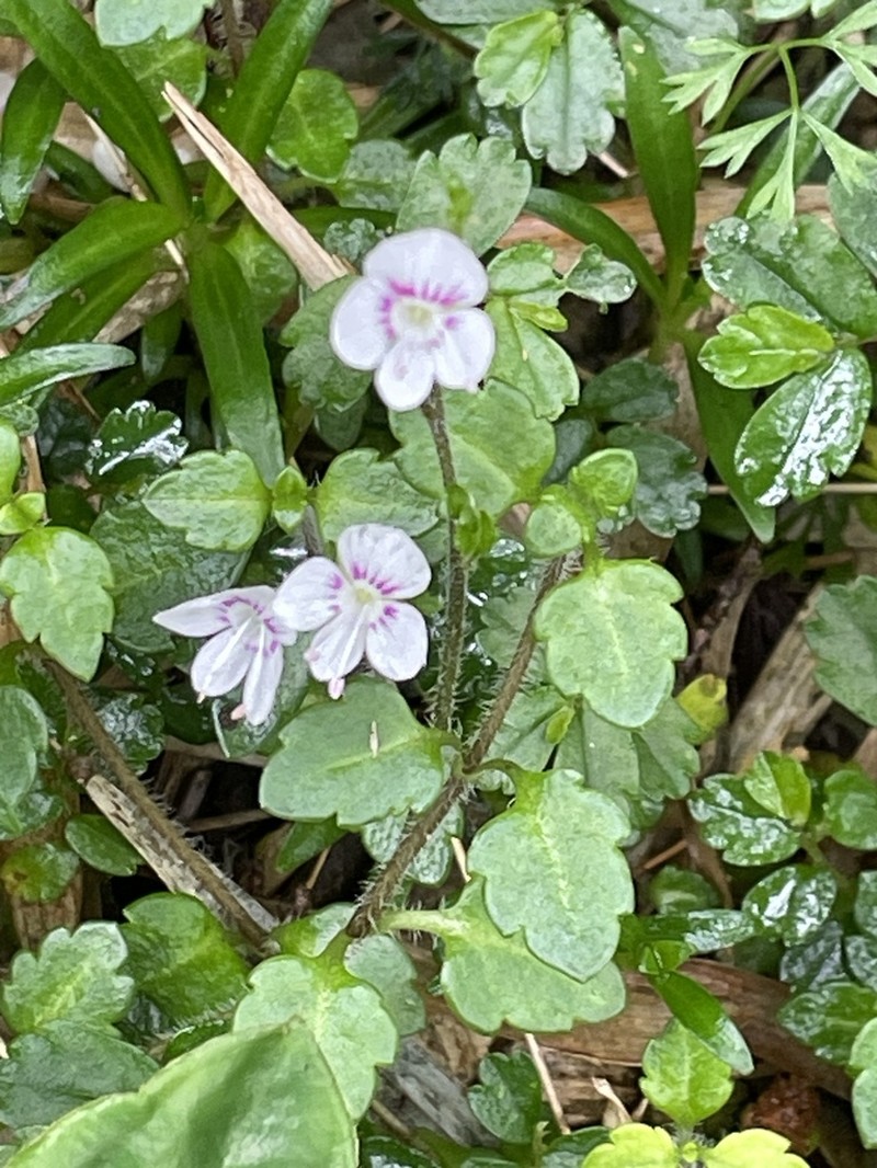 Veronica oligosperma photo 4