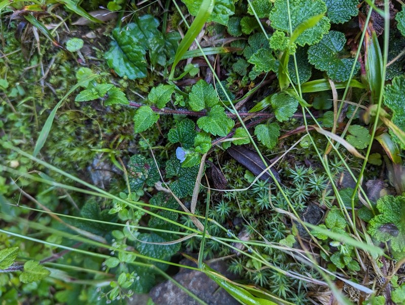 Veronica oligosperma photo 8