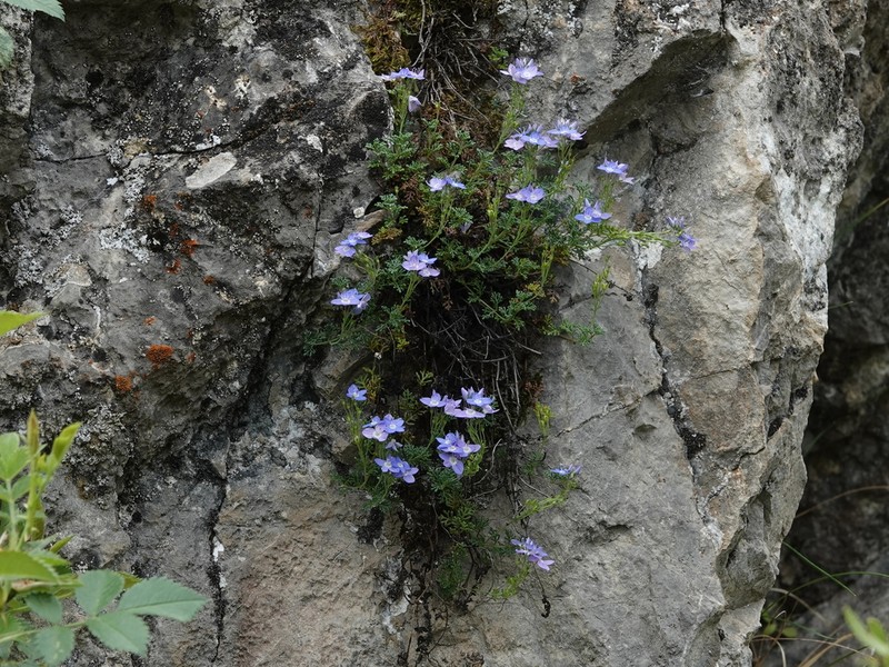 Veronica oltensis photo 2