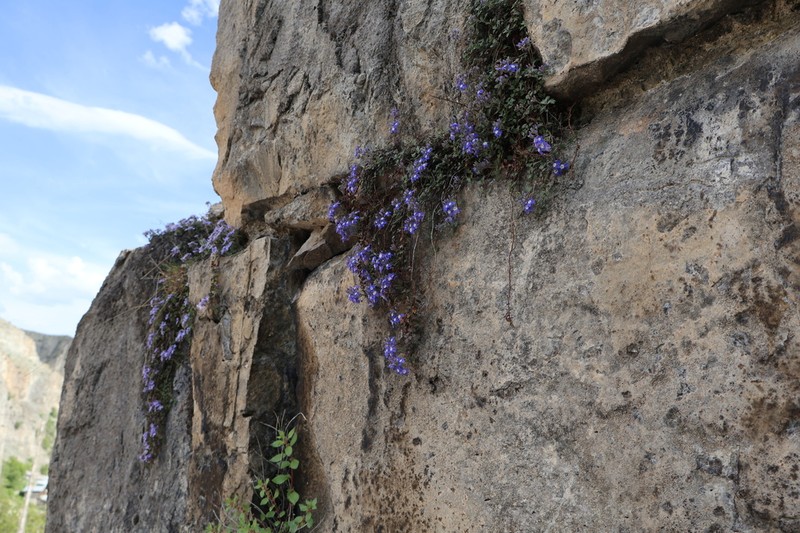 Veronica oltensis photo 3